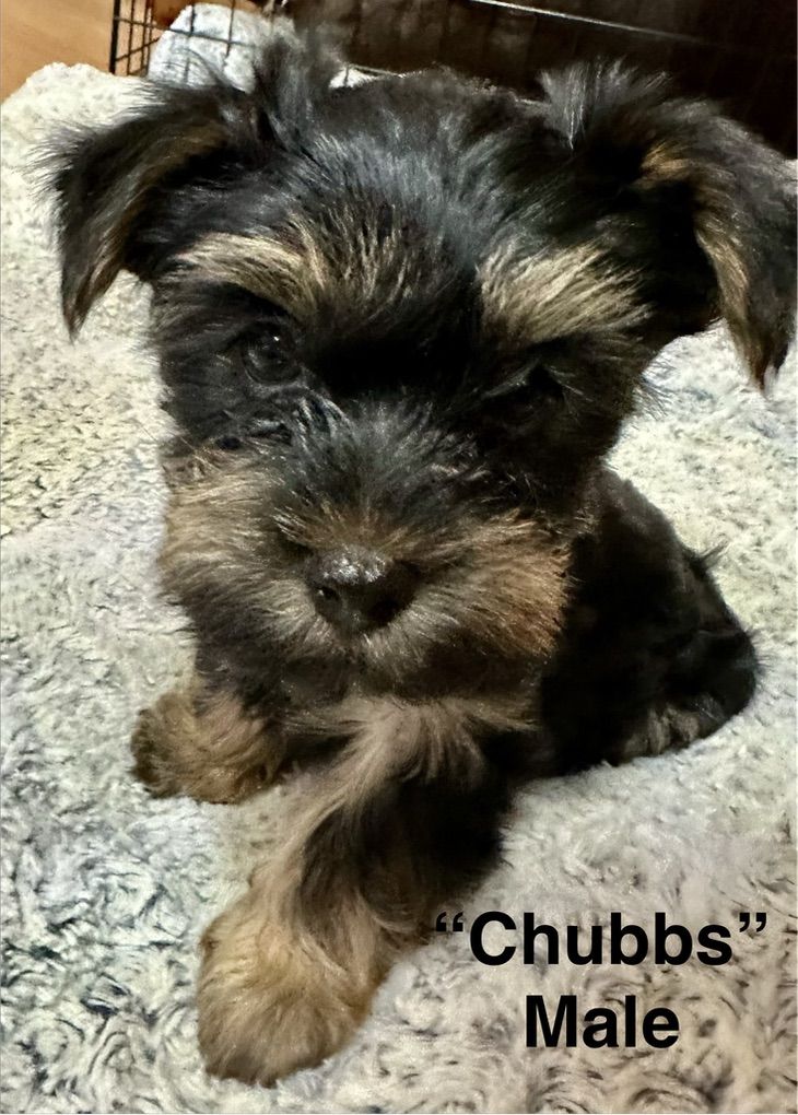AKC Yorkie Pups - One Male Left!
