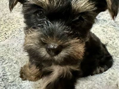 AKC Yorkie Pups - One Male Left!
