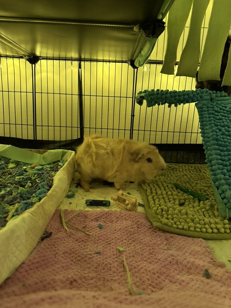 2 Guinea Pigs W/ Everything