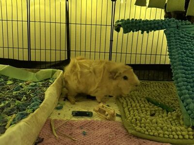 2 Guinea Pigs W/ Everything