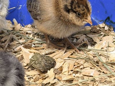 Baby Chicks - sexed hens