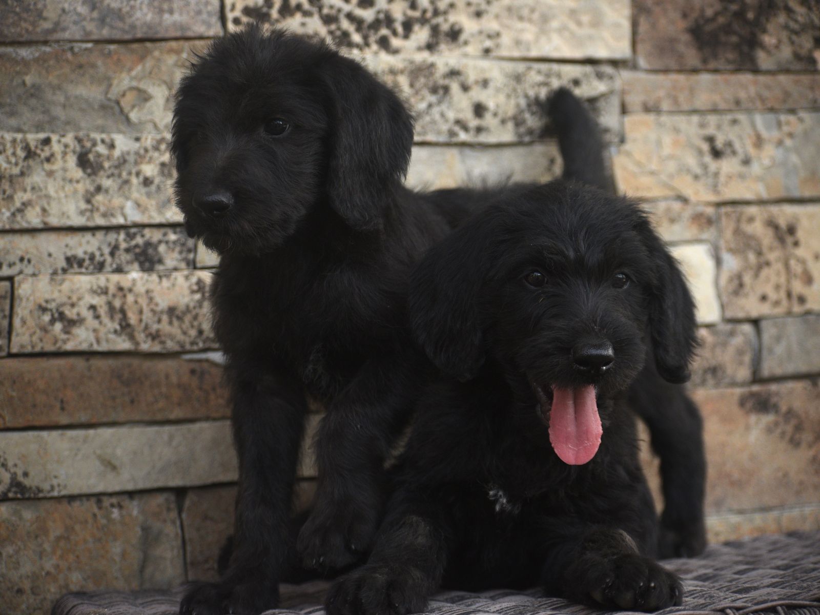 German Wirehair/ Standard Poodle pups