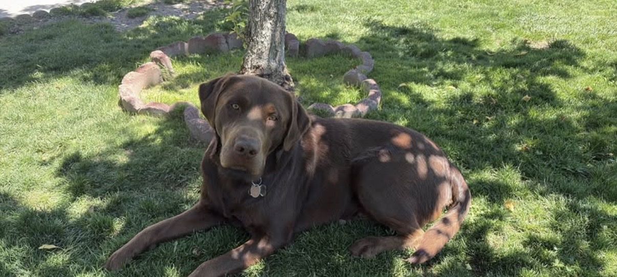 Chocolate Labrador Retriever Stud - Gentle & Intelligent Temperament