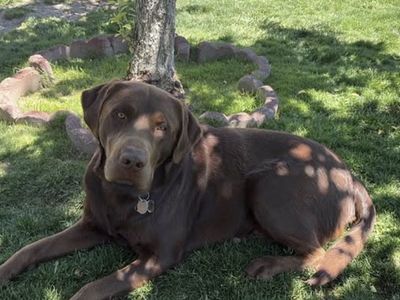 Chocolate Labrador Retriever Stud - Gentle & Intelligent Temperament