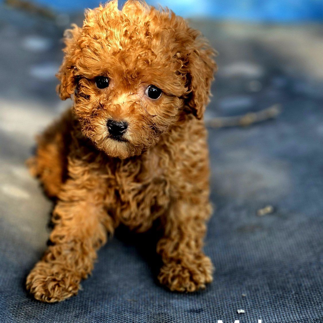 Toy Poodles