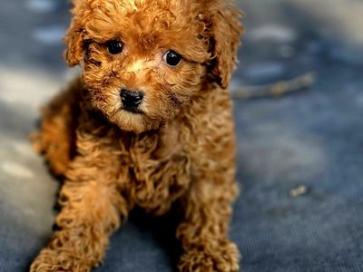Toy Poodles