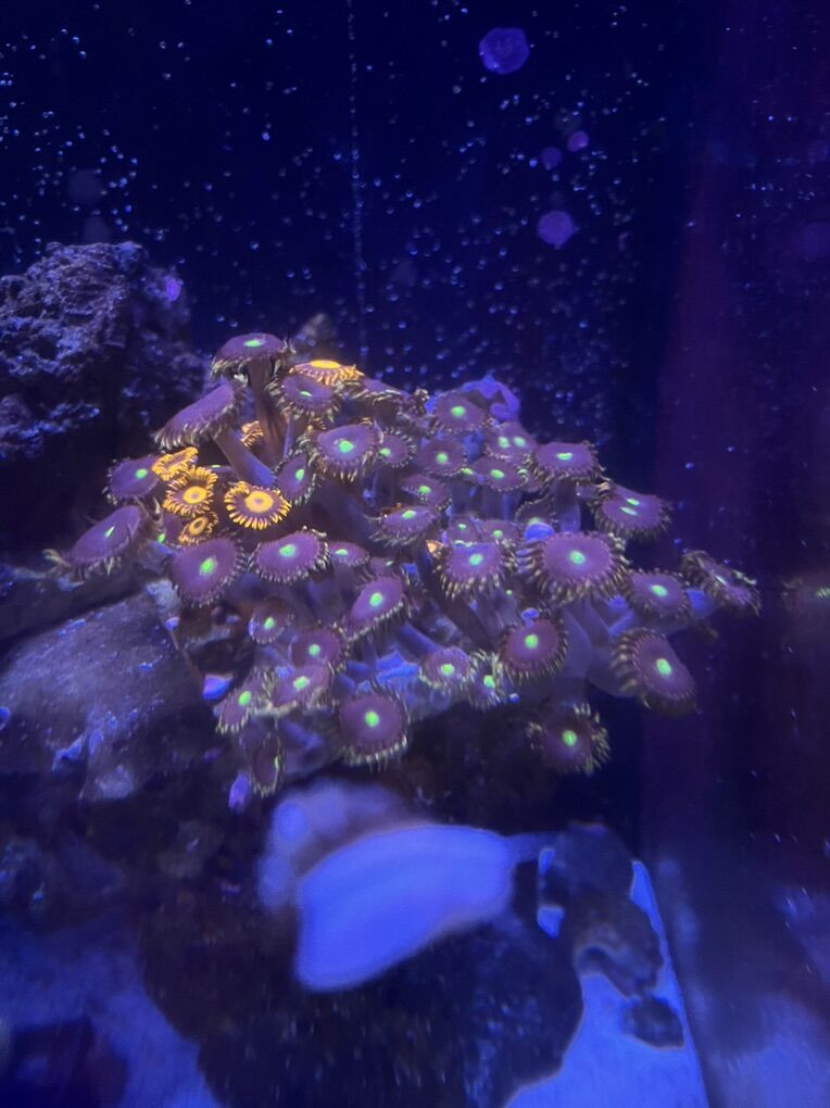 Big R Bozo Birthday Zoas