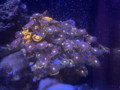 Big R Bozo Birthday Zoas