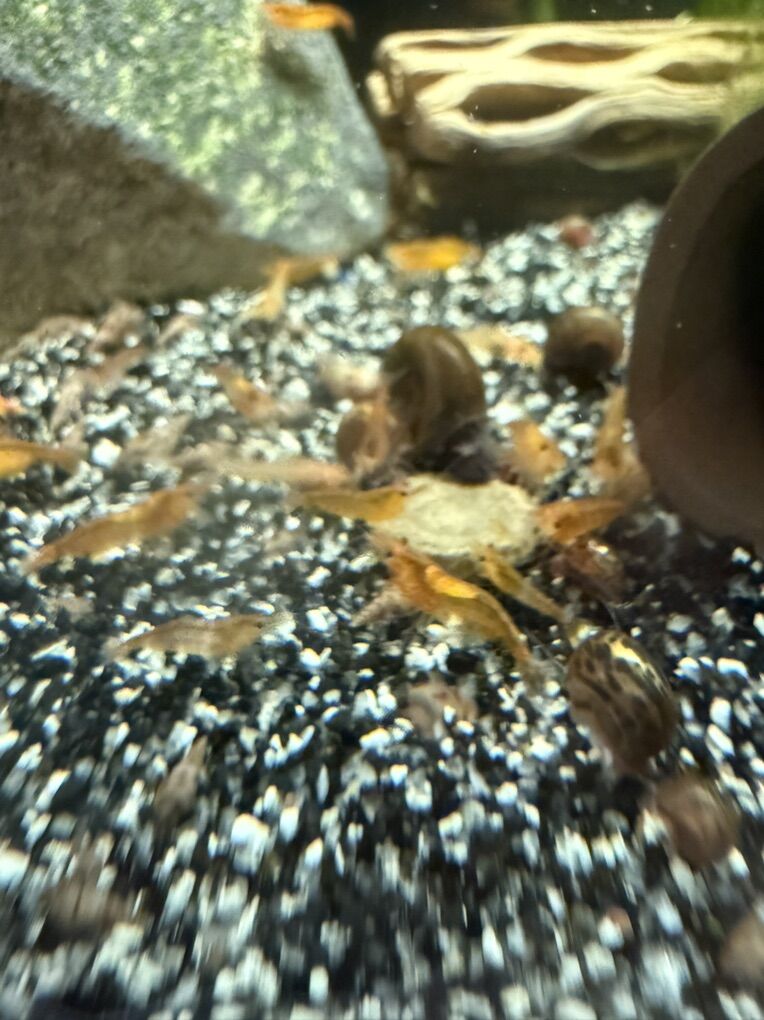 Orange Neo cull Shrimp