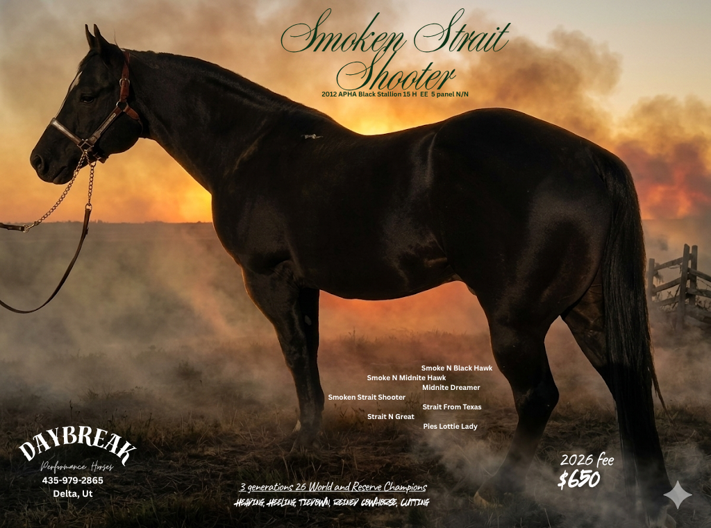 Smoken Strait Shooter Stallion Service