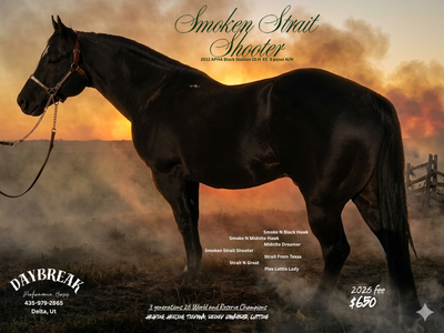 Smoken Strait Shooter Stallion Service