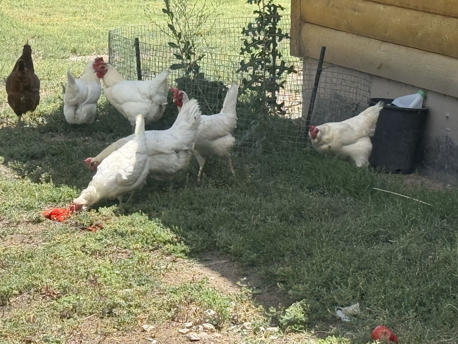 Laying Chickens