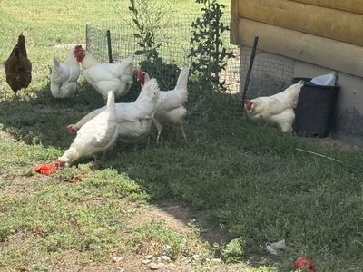 Laying Chickens