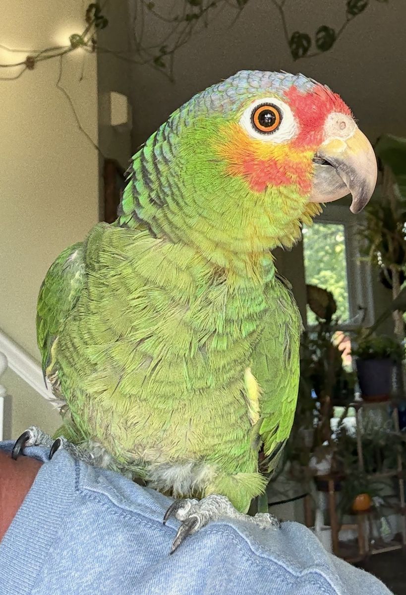 Red Lored Amazon Parrot