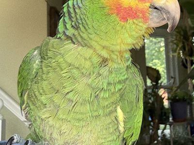 Red Lored Amazon Parrot