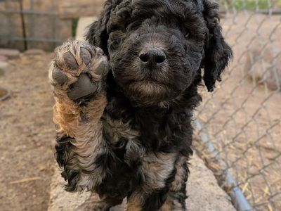 30-45 lb CKC Moyen Poodles *like bernedoodle