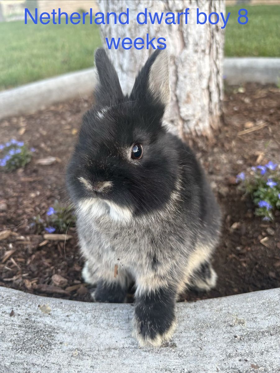 Netherland Dwarf Boys - 8 Weeks Old, Adorable & Ready for New Homes!