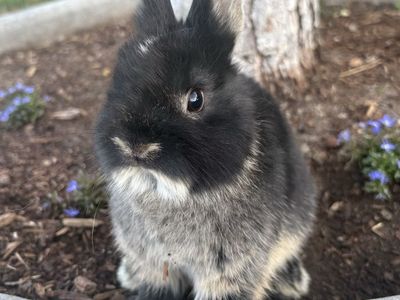 Netherland Dwarf Boys - 8 Weeks Old, Adorable & Ready for New Homes!