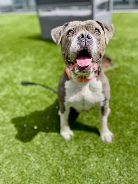 A90616 Baby Dee is Available for Adoption!