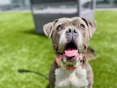 A90616 Baby Dee is Available for Adoption!