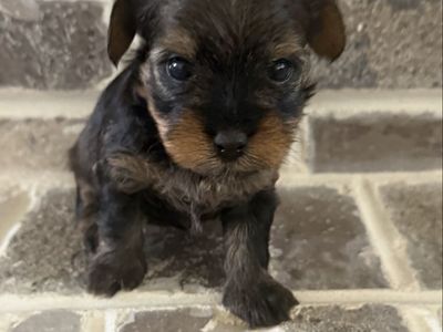 Yorkie poo puppies