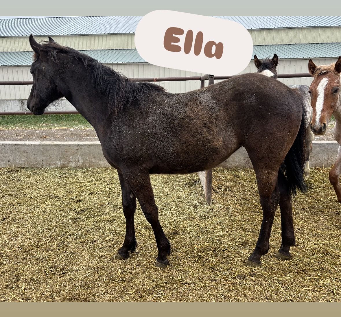 2025 Grade Black/Grulla Filly "Ella"