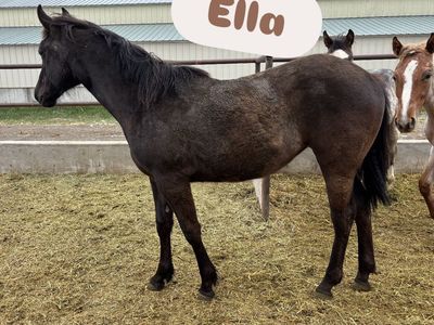 2025 Grade Black/Grulla Filly "Ella"