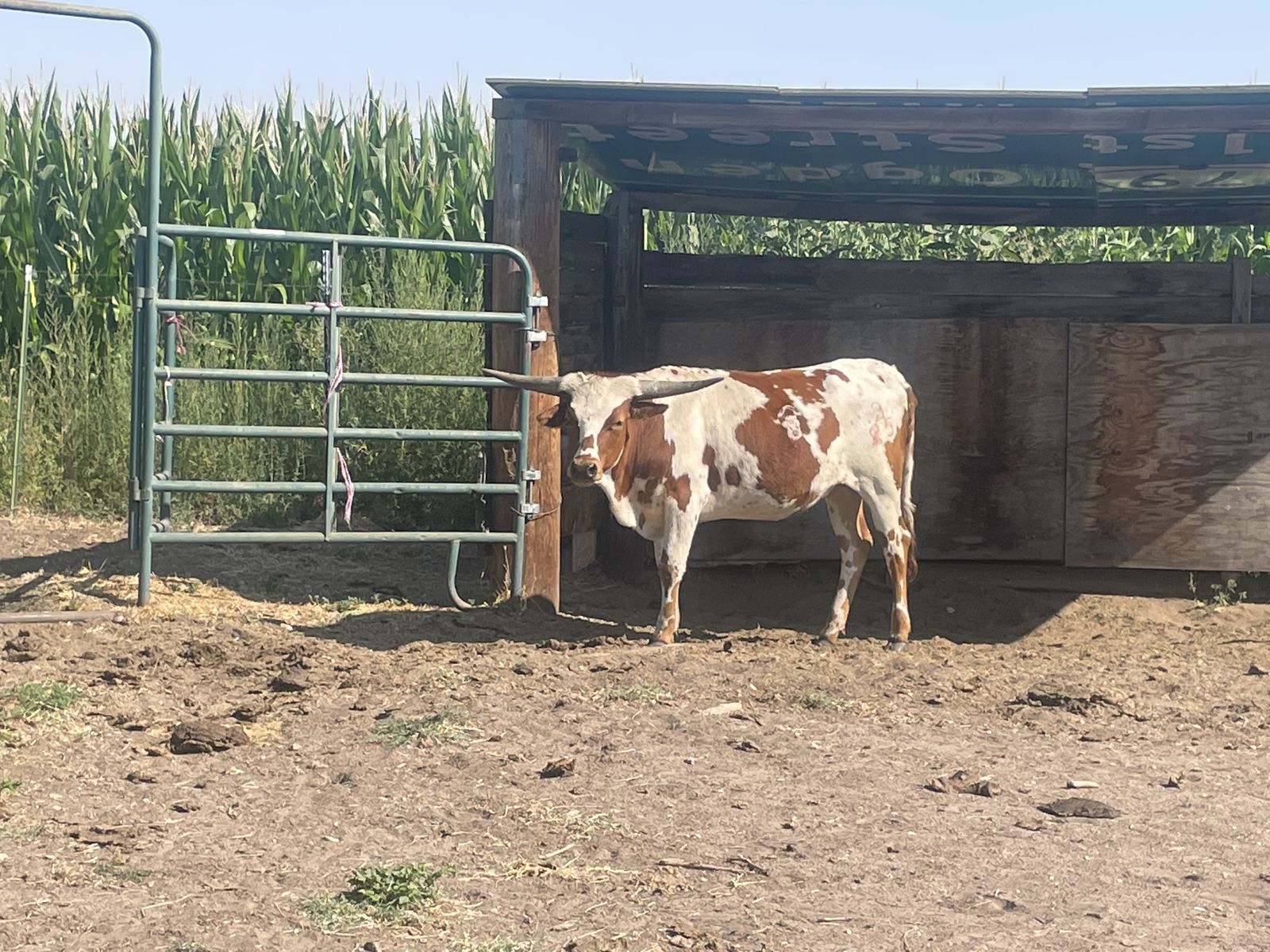 Registered Texas Longhorn Heifer