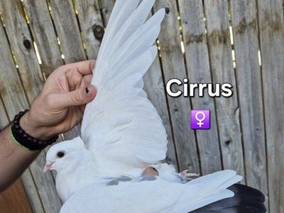 Hand-reared Classic Frill x Armenian Tumbler Pigeons