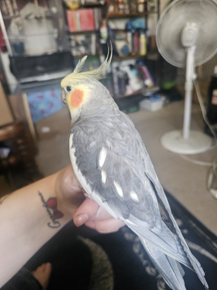 Echo the Cockatiel - super sweet and tame