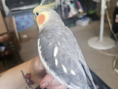 Echo the Cockatiel - super sweet and tame