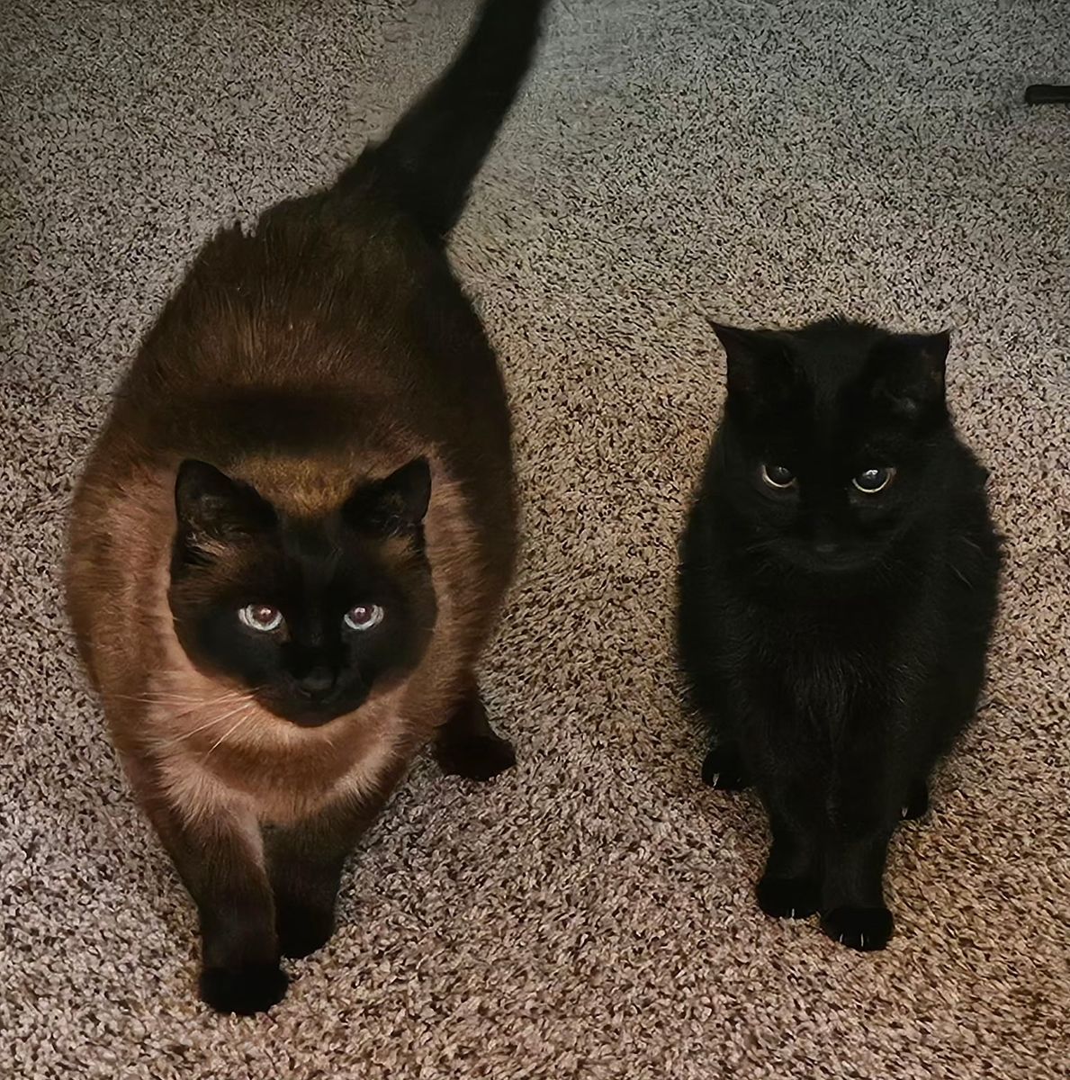 Beautiful cats need new home