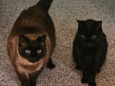 Beautiful cats need new home