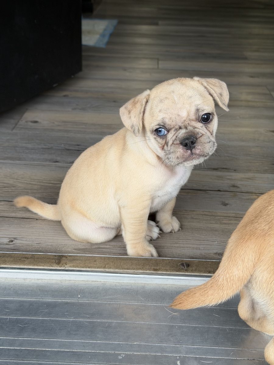 French puppies with pug