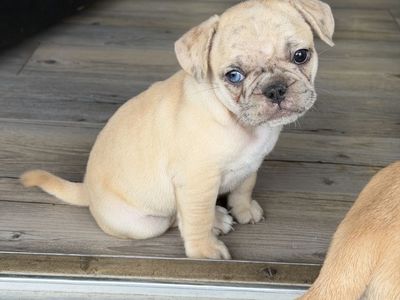 French puppies with pug