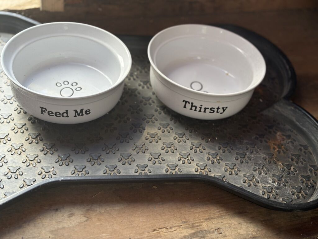 food bolw   And  Bone Pet Feeding Placemat