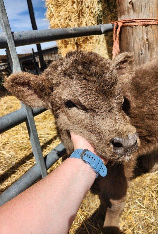 Highland Bull Calf 