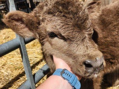 Highland Bull Calf