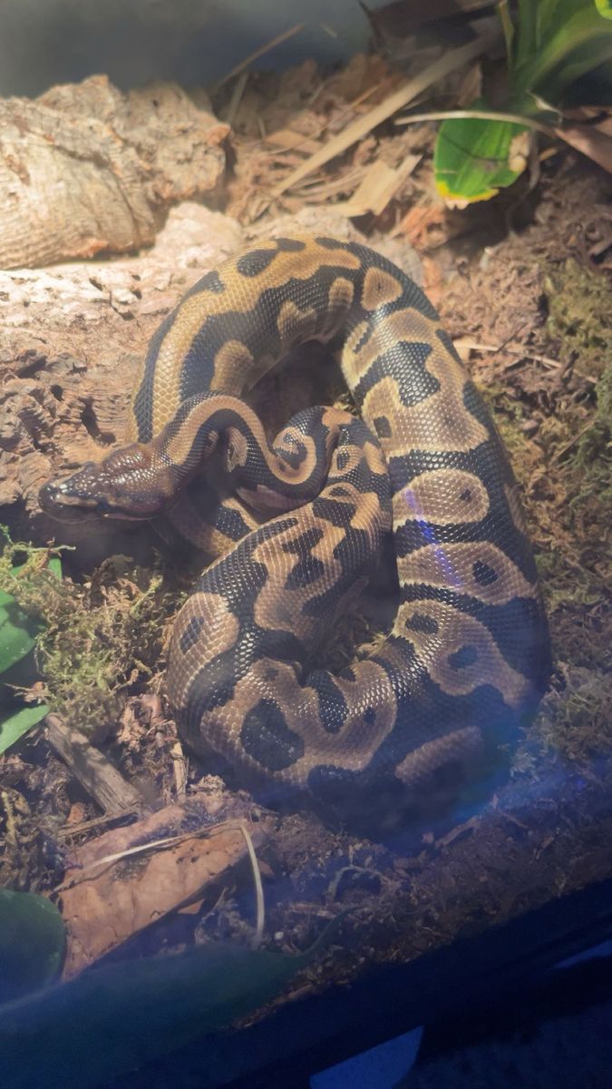 leopard ball python