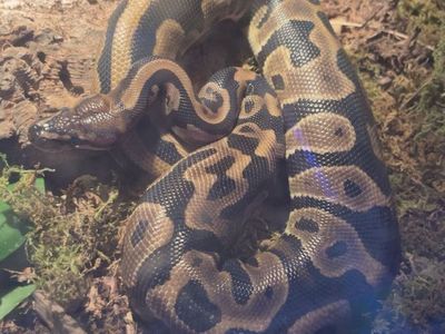 leopard ball python
