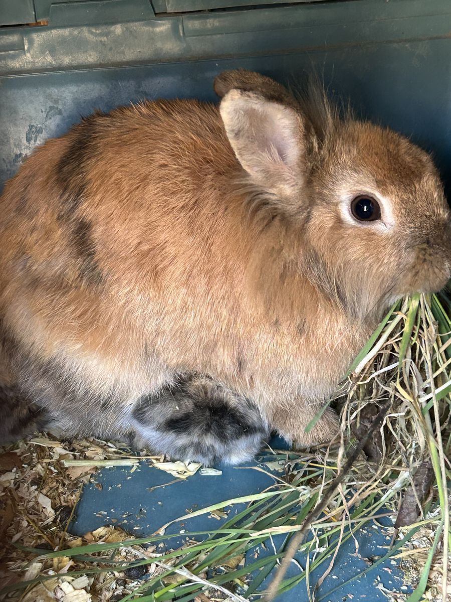 Free Lionhead Rabbits