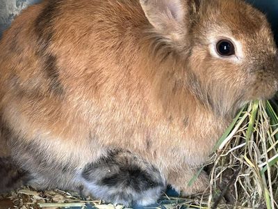 Free Lionhead Rabbits