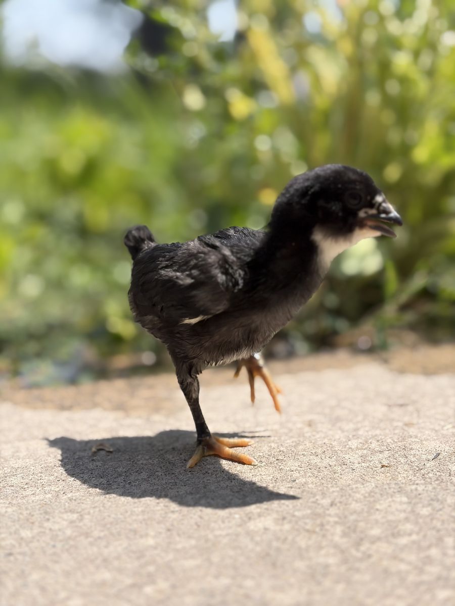 Barnyard Mix Chicks