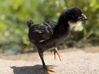 Barnyard Mix Chicks