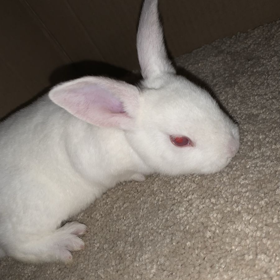 Baby Standard Rex rabbits