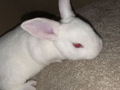 Baby Standard Rex rabbits