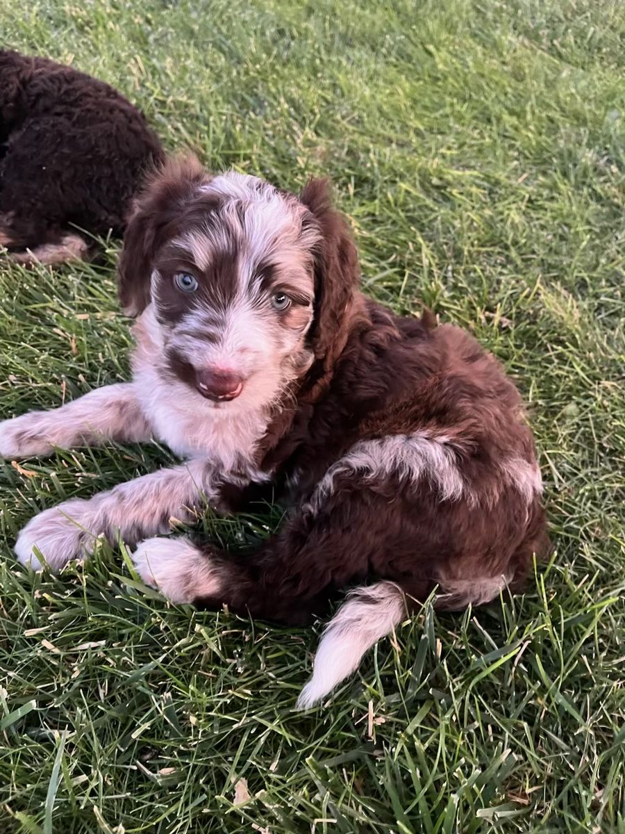AussieDoodle Puppies