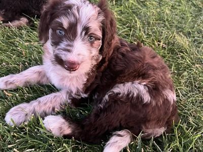 AussieDoodle Puppies