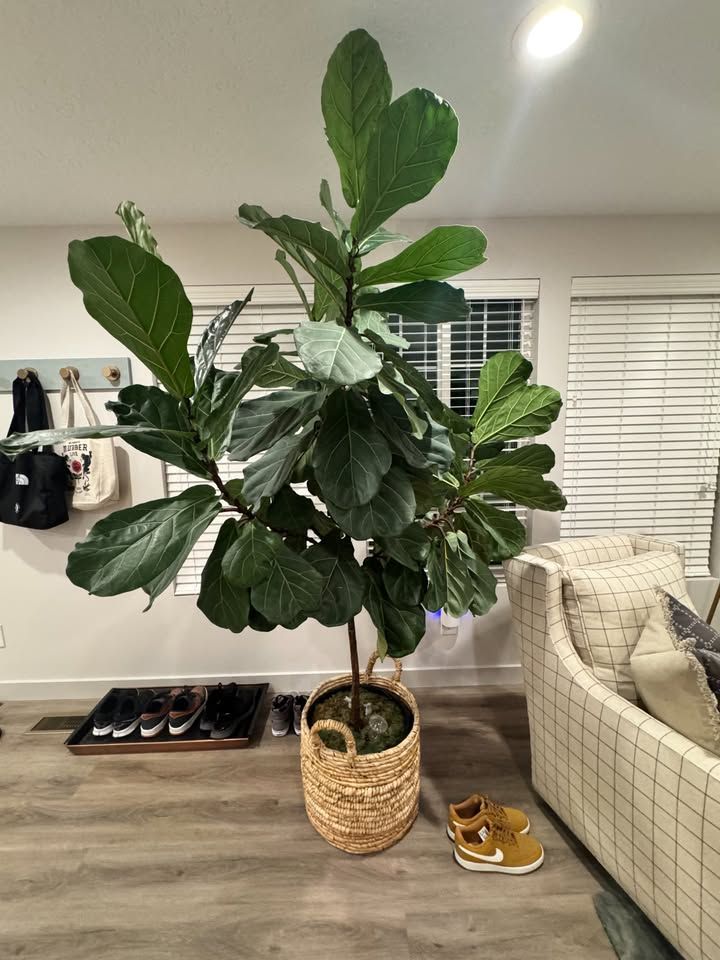 Fiddle leaf fig tree