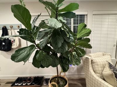 Fiddle leaf fig tree
